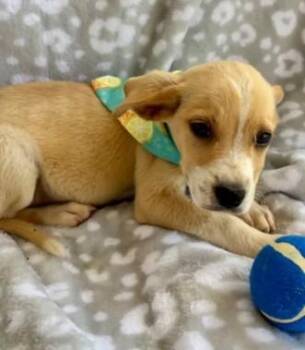 Luigi -  Border Collie and Spaniel Dog Available for Adoption in Morton Grove, Illinois - Luigi | PetCurious