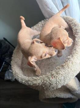 Bud -  Chihuahua Dog for Adoption in Mustang, Oklahoma - Bud | PetCurious