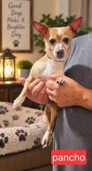 Pancho -  Chihuahua Dog for Adoption in Fort Worth, Texas - Pancho | PetCurious