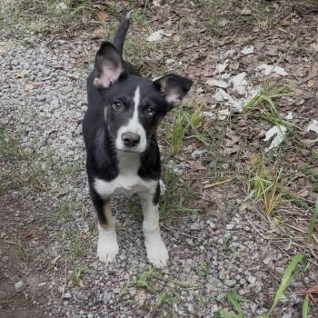 Maryanne pup 2 -  Husky Dog for Adoption in Parrish, Alabama - Maryanne Pup 2 | PetCurious
