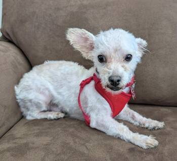 Maltese and Terrier Dogs Available for Adoption in Mundelein, Illinois - Frodo | PetCurious