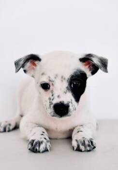 Clementine -  Australian Cattle Dog Blue Heeler and Spaniel Dog for Adoption in San Diego, California - Clementine | PetCurious