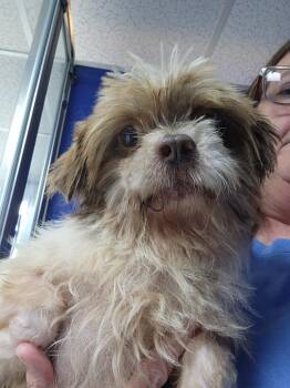 Bane -  Shih Tzu Dog for Adoption in Walnutport, Pennsylvania - Bane | PetCurious