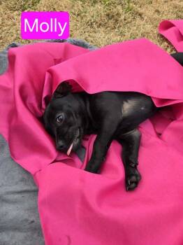 Dachshund and Pug Dogs Available for Adoption - Molly | PetCurious