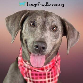 Rescue Weimaraner Dogs for Adoption in Hondo, Texas - Tipsy: A Three-Legged Ray Of Sunshine | PetCurious