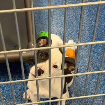 26-275 Bowie -  Pit Bull Terrier Dog for Adoption in Tarboro, North Carolina - 26-275 Bowie | PetCurious
