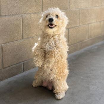 Abigail -  Poodle Dog for Adoption in Lathrop, California - Abigail | PetCurious