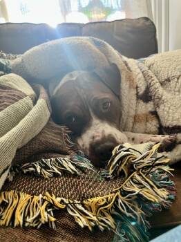 Rescue Mixed Breed Dogs for Adoption in West Chester, Pennsylvania - Wreck It Ralph | PetCurious