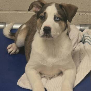 Fury 325 -  English Bulldog and Husky Dog for Adoption in Columbia, Missouri - Fury 325 | PetCurious