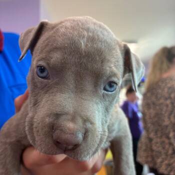 #2 Pencil -  Pit Bull Terrier Dog for Adoption in Northbrook, Illinois - #2 Pencil | PetCurious
