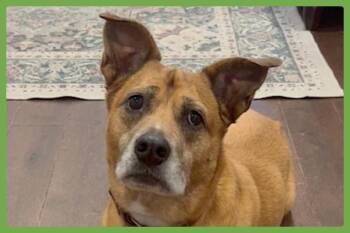 Rescue Boxer and American Staffordshire Terrier Dogs for Adoption in Amherst, Massachusetts - Hayley | PetCurious