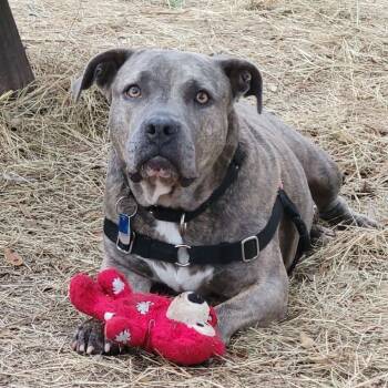 Rescue Mixed Breed Dogs for Adoption in Houston, Texas - Birdie | PetCurious