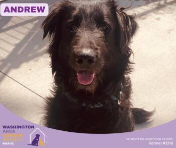 Black Labrador Retriever and Border Collie Dogs Available for Adoption in Eighty Four, Pennsylvania - Andrew | PetCurious