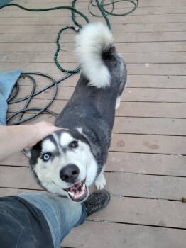 Riff & Raff -  Siberian Husky Dog for Adoption in Magnolia, Texas - Riff & Raff | PetCurious