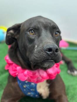 Labrador Retriever and Pit Bull Terrier Dogs Available for Adoption - Keanu | PetCurious