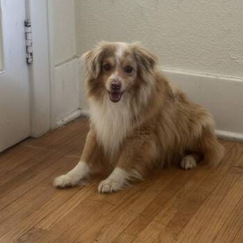 Jesper -  Australian Shepherd Dog for Adoption in Rochester, Minnesota - Jesper | PetCurious