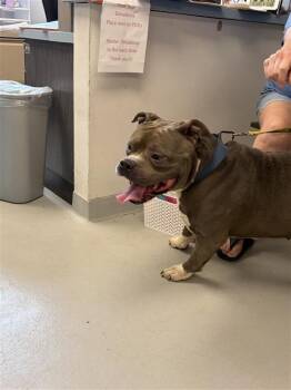 Meatball -  Bull Terrier Dog for Adoption in New Kensington, Pennsylvania - Meatball | PetCurious