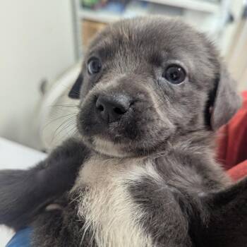 Jane -  Labrador Retriever Dog for Adoption in Parrish, Alabama - Jane | PetCurious