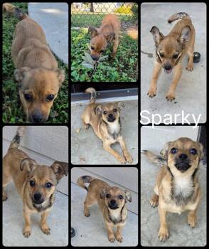 Sparky -  Chihuahua Dog for Adoption in Universal City, Texas - Sparky | PetCurious
