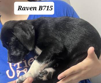 Rescue Labrador Retriever and Feist Dogs for Adoption in Morganton, North Carolina - Raven | PetCurious