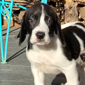 Grinch -  Mixed Breed Dog for Adoption in Fredericksburg, Virginia - Grinch | PetCurious