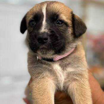 Bari -  German Shepherd Dog Dog for Adoption in Tampa, Florida - Bari | PetCurious