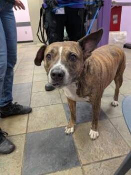 Leonitiz -  Pit Bull Terrier and Mixed Breed Dog for Adoption in El Paso, Texas - Leonitiz | PetCurious