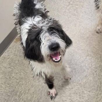 Patsy -  Labrador Retriever and Poodle Dog for Adoption in Lynchburg, Virginia - Patsy | PetCurious