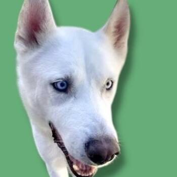 Rescue Husky Dogs for Adoption in Scottsdale, Arizona - Wero | PetCurious