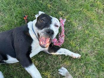 Terrier and Border Collie Dogs Available for Adoption in Dover, Arkansas - Savannah | PetCurious