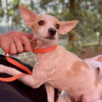 Wanda -  Chihuahua and Mixed Breed Dog for Adoption in Wimberley, Texas - Wanda | PetCurious