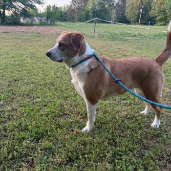 Peppa 061303A -  Labrador Retriever and Mixed Breed Dog for Adoption in Amory, Mississippi - Peppa 061303A | PetCurious