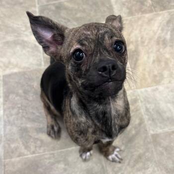 Vi/A1052340 -  Chihuahua and Pug Dog for Adoption in San Pablo, California - Vi/A1052340 | PetCurious