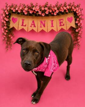 Lanie -  Labrador Retriever and Pit Bull Terrier Dog for Adoption in Shillington, Pennsylvania - Lanie | PetCurious