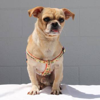 Aries -  Pug and Chihuahua Dog for Adoption in Gardena, California - Aries | PetCurious