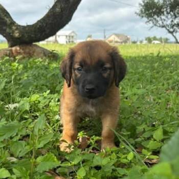 Great Pyrenees and Mixed Breed Dogs Available for Adoption in Buffalo, Minnesota - Godiva | PetCurious
