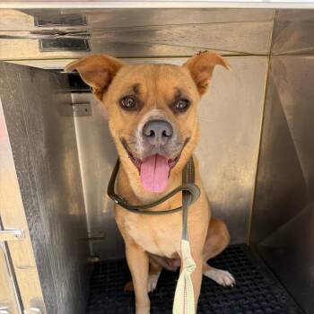 Mariposa -  Mixed Breed Dog for Adoption in Auburn, Alabama - Mariposa | PetCurious