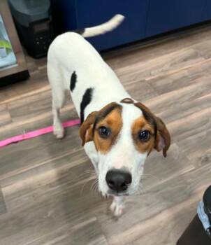 Mabel -  Hound Dog for Adoption in Eutawville, South Carolina - Mabel | PetCurious