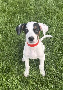 Dots -  Pit Bull Terrier and Cattle Dog Dog for Adoption in Minneapolis, Minnesota - Dots | PetCurious