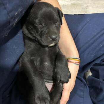 Labrador Retriever and Pit Bull Terrier Dogs Available for Adoption in Waldorf, Maryland - Zuma | PetCurious