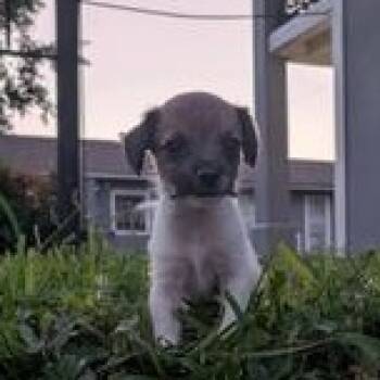 Spot -  Chihuahua Dog for Adoption in Liverpool, Texas - Spot | PetCurious