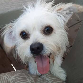 Hopper -  Terrier Dog for Adoption in Olathe, Kansas - Hopper | PetCurious