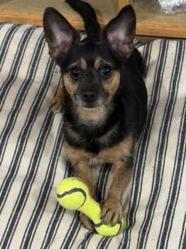 Jazzy -  Mixed Breed Dog for Adoption in Cincinnati, Ohio - Jazzy | PetCurious
