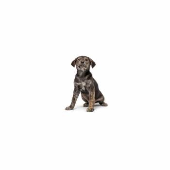 Cayenne Pupper -  Mixed Breed and None Dog for Adoption in Los Angeles, California - Cayenne Pupper | PetCurious