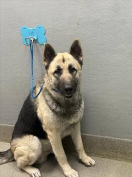 German Shepherd Dog Dogs Available for Adoption - LOKI | PetCurious