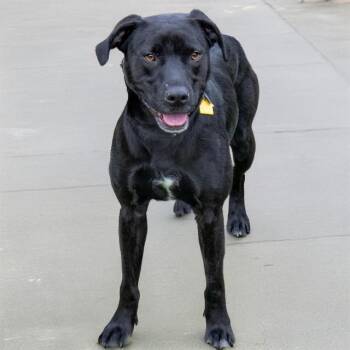 Labrador Retriever and Pit Bull Terrier Dogs Available for Adoption in St. Louis, Missouri - DUCHESS | PetCurious