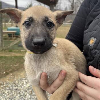 Shepherd and Mixed Breed Dogs Available for Adoption in Blairsville, Georgia - Legsly | PetCurious