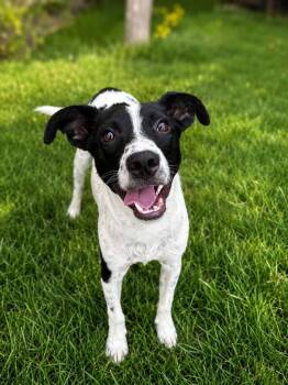 Jiminy -  Labrador Retriever and Hound Dog for Adoption in Bloomfield, Connecticut - Jiminy | PetCurious