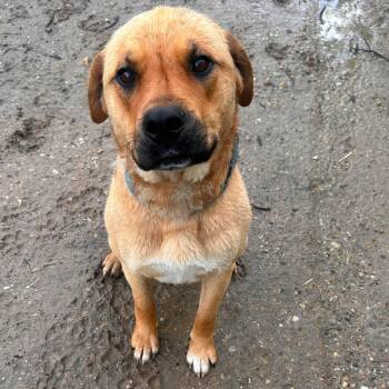 Machete -  Black Mouth Cur Dog for Adoption in Edmonton, Alberta - Machete | PetCurious