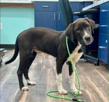Elvis -  Hound Dog for Adoption in Eutawville, South Carolina - Elvis | PetCurious